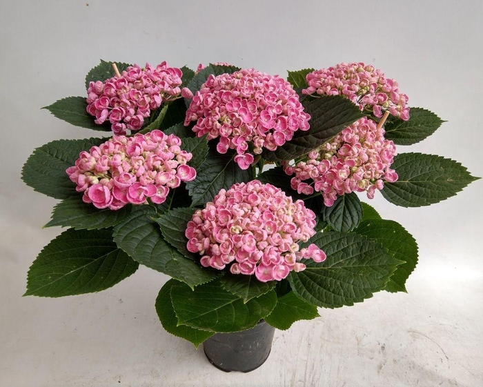 <h4>Hydrangea Hovaria Hopcorn Pink</h4>