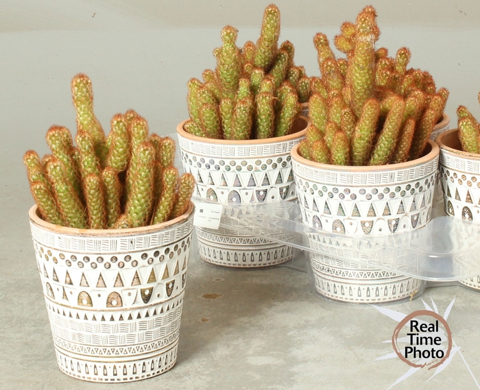 <h4>CACTUS GEM</h4>