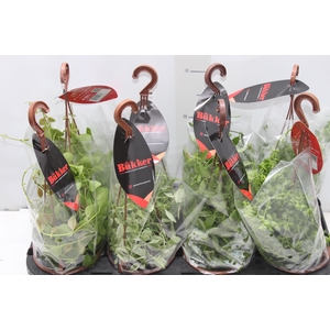 DISCHIDIA C13 VARIADO