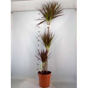 Dracaena marg. 'Magenta'