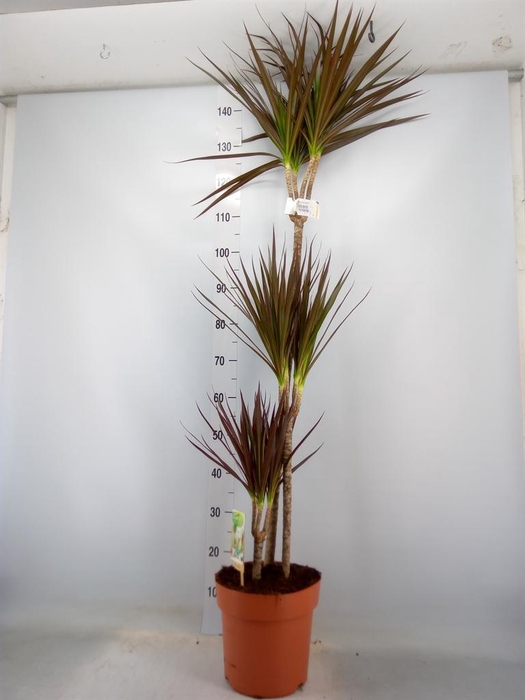 <h4>Dracaena marg. 'Magenta'</h4>