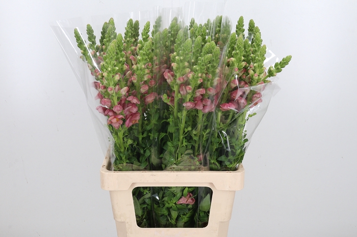 <h4>Antirrhinum Po D. Orange</h4>