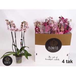 PHAL GEM 7 KL