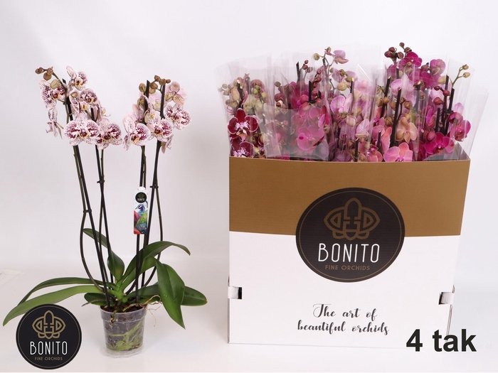 <h4>PHAL GEM 7 KL</h4>