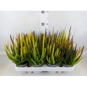 Calluna vulg. 'Skyline'   ...mix 3