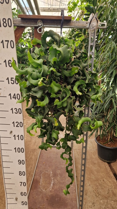 <h4>Epiphyllum guatem. var. monstrosa</h4>