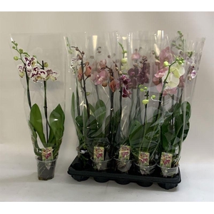 PHAL GEM