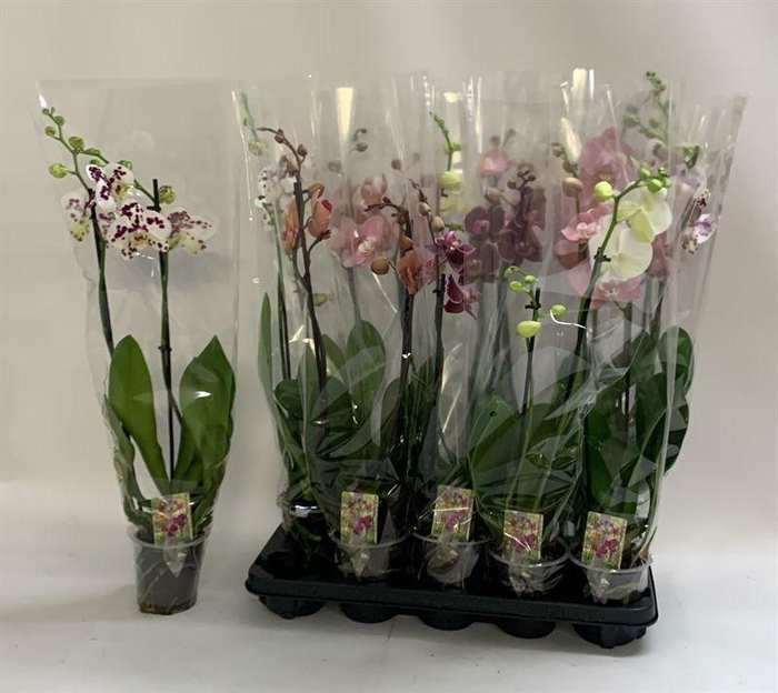 <h4>PHAL GEM</h4>