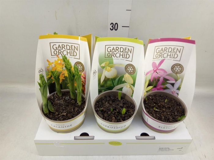 <h4>Orchideeen   ...mix</h4>