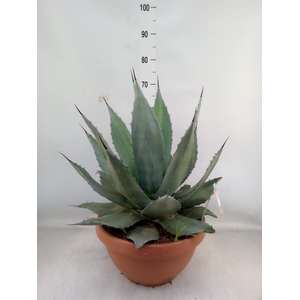 Agave   ...