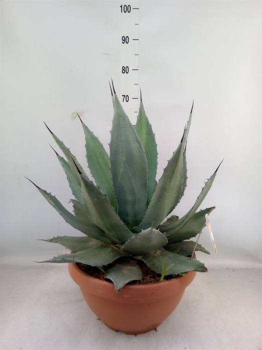 <h4>Agave   ...</h4>