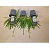 Agapanthus Charlotte blauw. pot 12 cm 4+ knoppen Decorum