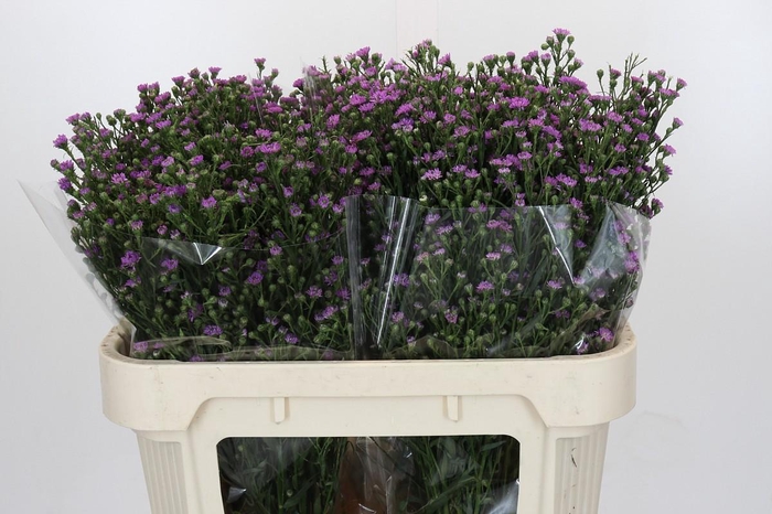 <h4>Aster Baby Pink</h4>
