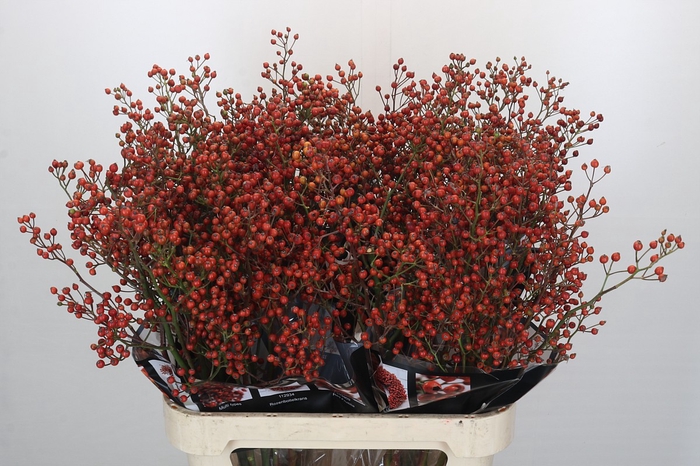 <h4>Rosehip Autumn Rosefruits</h4>