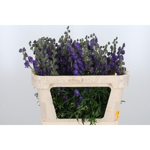 Aconitum Napellus