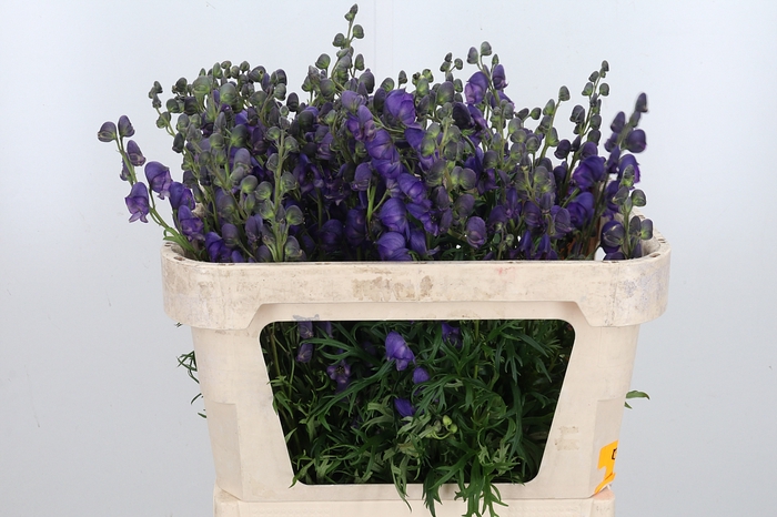<h4>Aconitum Napellus</h4>