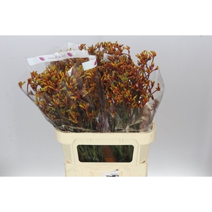 Anigozanthos Gold Fever