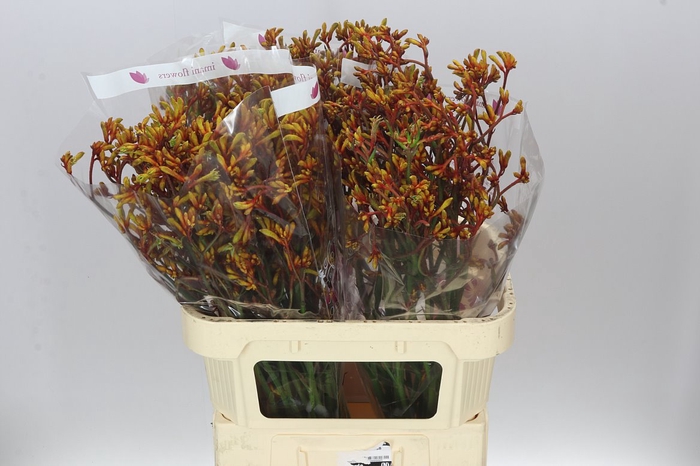 <h4>Anigozanthos Gold Fever</h4>