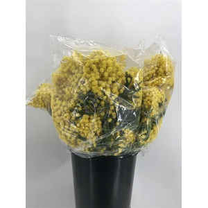 Acacia D Tournaire 400 Gr Giallo