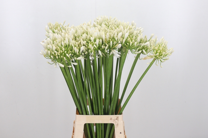 <h4>Agapanthus Meoni</h4>