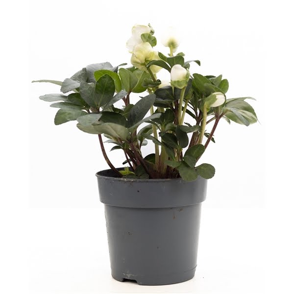 <h4>1st class Helleborus "Xmas C." P&PURE Collection</h4>