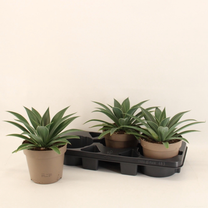 <h4>MANG MAM PINEAP EXPR</h4>