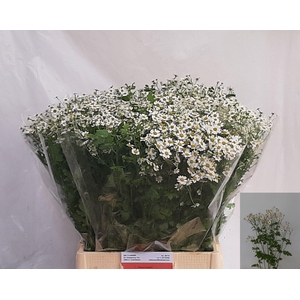 TANA PA SINGLE VEGMO