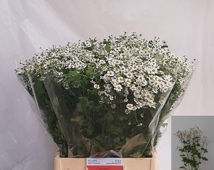 <h4>TANA PA SINGLE VEGMO</h4>