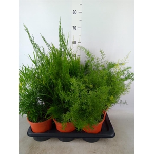 Asparagus   ...mix 3