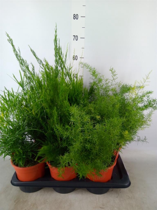 <h4>Asparagus   ...mix 3</h4>