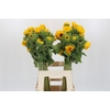 Helianthus Orange Fire