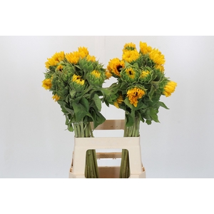 Helianthus Orange Fire