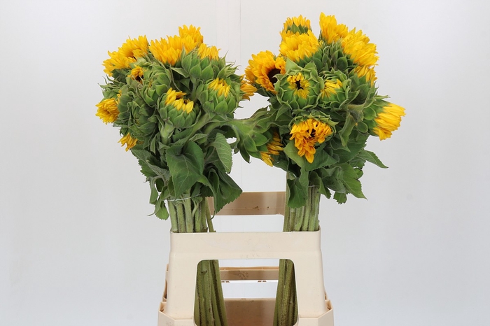 <h4>Helianthus Orange Fire</h4>