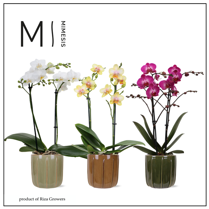 <h4>Phalaenopsis Multi Nature Mix 2 spike - 12cm in Peru | Mimesis</h4>