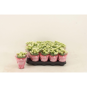 Kalanchoe blos. 'Calandiva Whites'