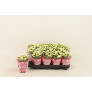 Kalanchoe blos. 'Calandiva Whites'