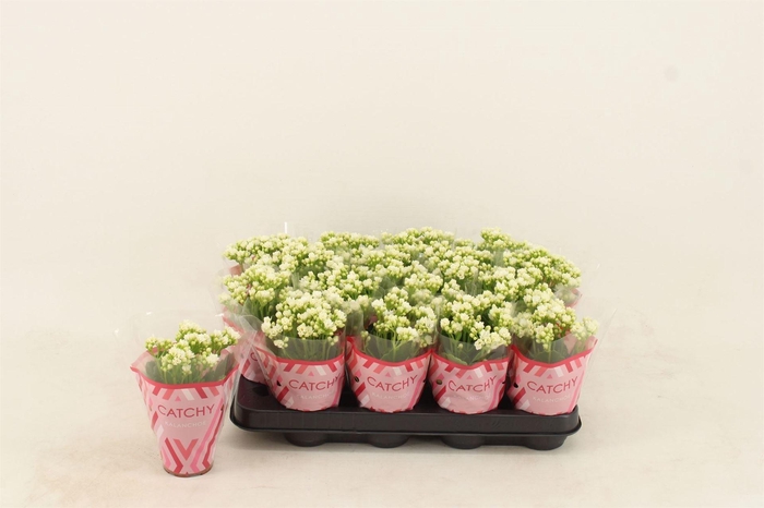 <h4>Kalanchoe blos. 'Calandiva Whites'</h4>