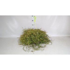 Muehlenbeckia com. 'Mao'ri'