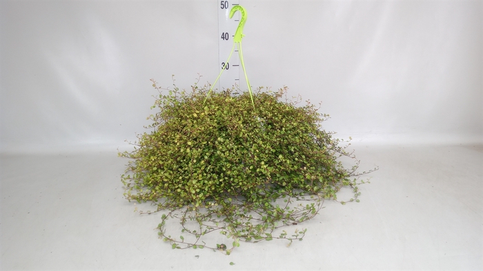 <h4>Muehlenbeckia com. 'Mao'ri'</h4>