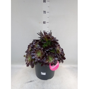 Aeonium arboreum 'Velours'