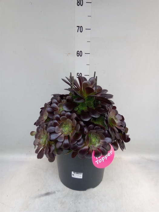 <h4>Aeonium arboreum 'Velours'</h4>