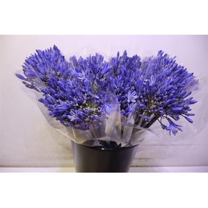 Agap Eyfori Drk Blue X5