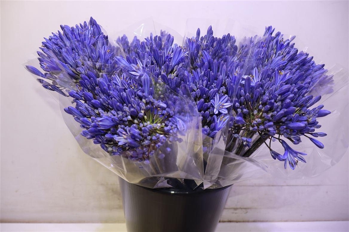 <h4>Agap Eyfori Drk Blue X5</h4>