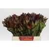 Leucadendron Saf Sunset Dark R.