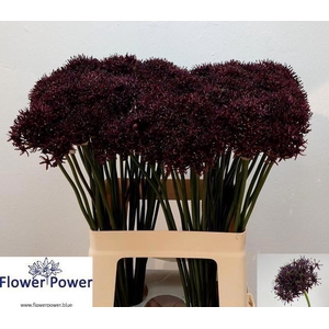 ALLIUM ATROPURPUREUM