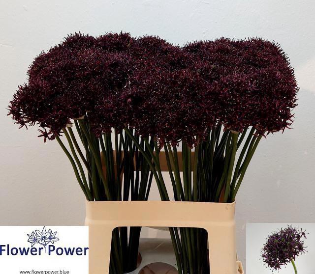 <h4>ALLIUM ATROPURPUREUM</h4>