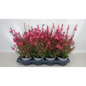 Gaura lindheimeri   ...