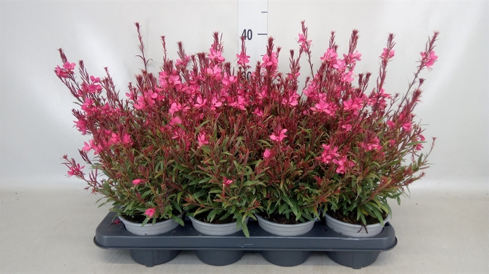 <h4>Gaura lindheimeri   ...</h4>