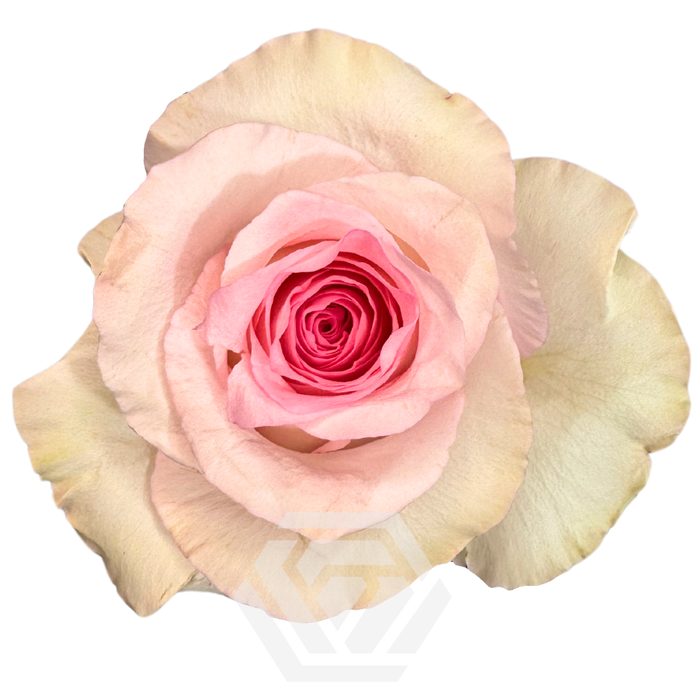 <h4>R GR MANDALA Tessa</h4>