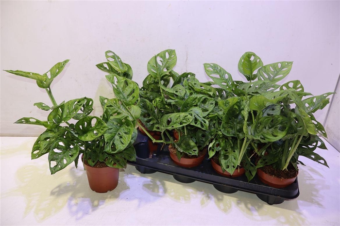 <h4>Monstera Adansonii</h4>